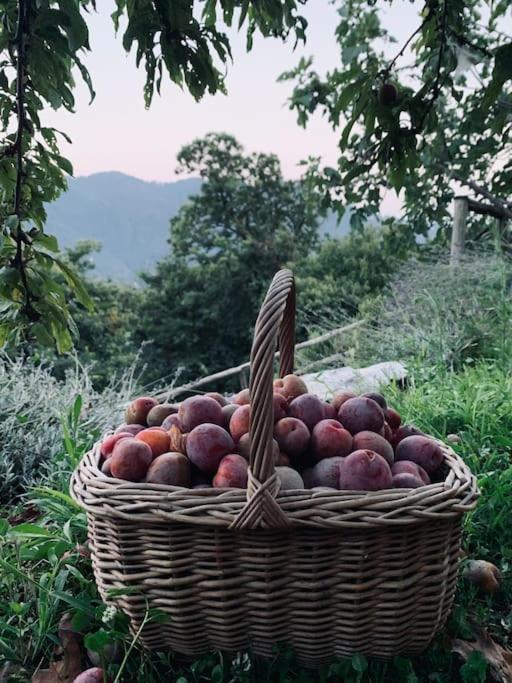 Il Riccio Appartamento เชอร์นอบบิโอ ภายนอก รูปภาพ